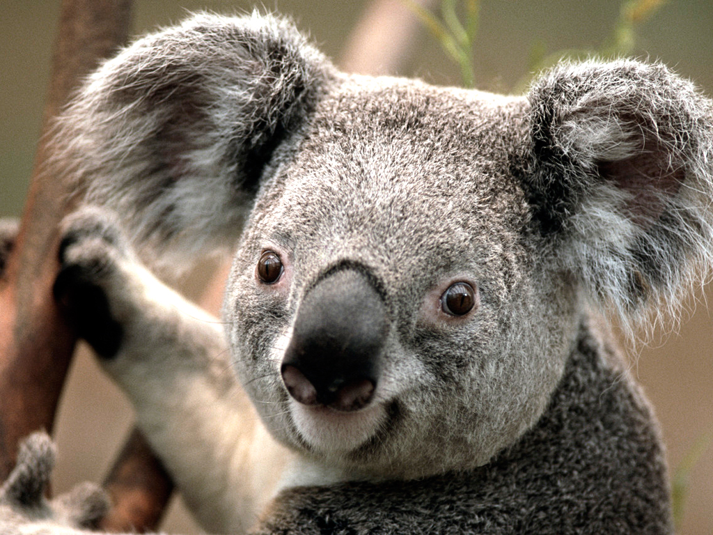 Here is an image of a Koala