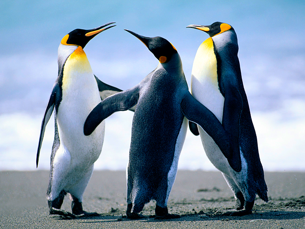 Here is an image of penguins